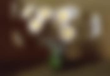 Still life, daisies (preview)