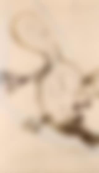 Platypus (preview)