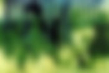 Green dusk - in Paris (preview)