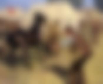 Bungay horse fair (preview)