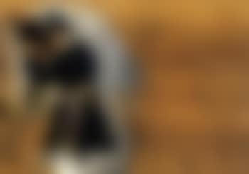 Study of the Duke of Marlborough's groom (preview)