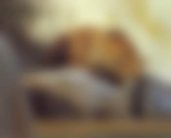 Ursus horribilis (preview)