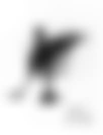 Poule (preview)