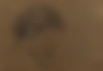 Head of a woman reading (preview)
