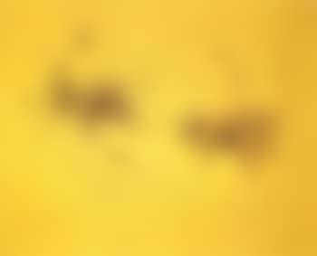 Concetto spaziale (preview)