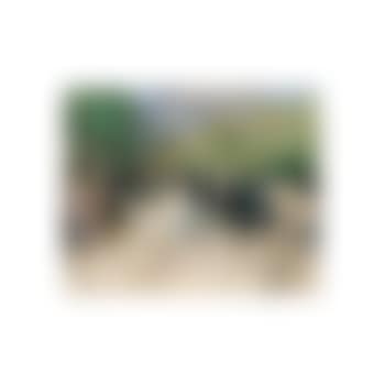 Le printemps au bois (preview)