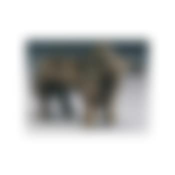 Taureau (preview)