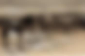 Remounts in corral - feed time (preview)