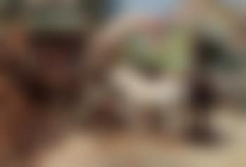 Caravans and horses (preview)