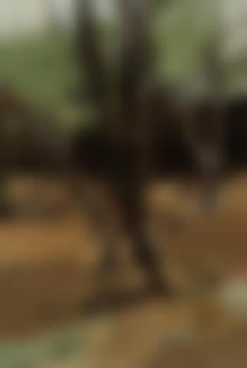 Forest VI (preview)