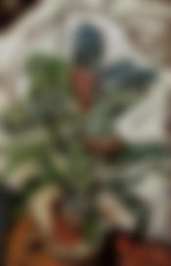 Cactus (preview)