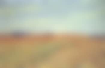 Wheat field (preview)