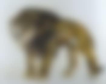 Le lion (preview)