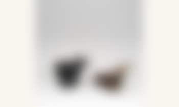 Roitelet (preview)