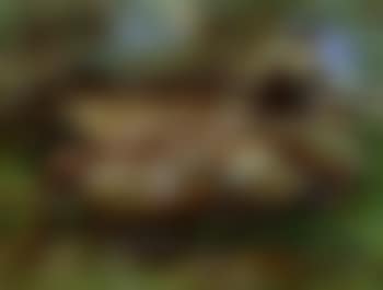 Sheep with shepherd (preview)