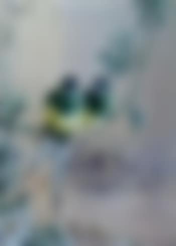 Tropical birds (preview)