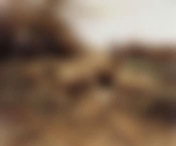 Flock with shepherd (preview)