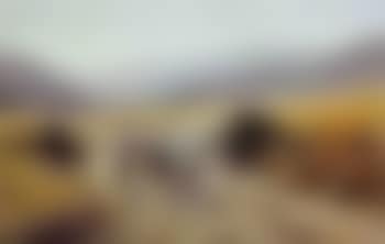 Vaches a la riviere. Troupeau de chevres (preview)