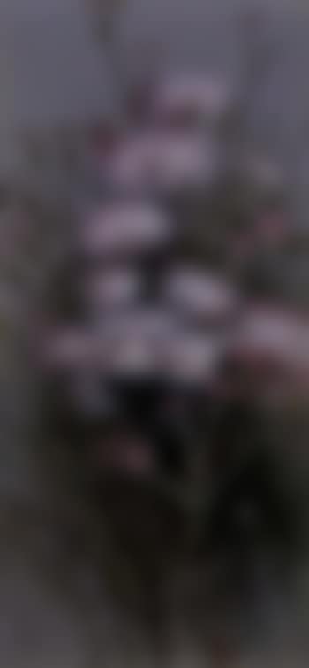 Australian wild flowers (preview)
