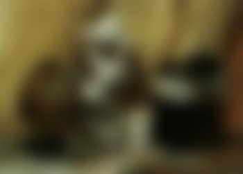 Cat and her kittens at play (preview)