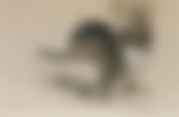 Otter (preview)