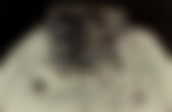 General Franco (preview)