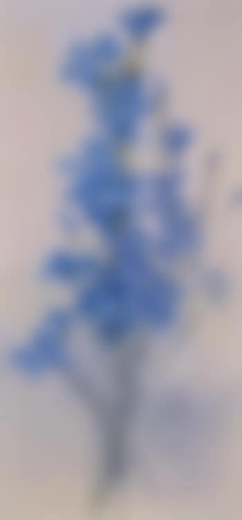 Native blue floral arrangement (preview)