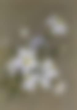 Roses (preview)