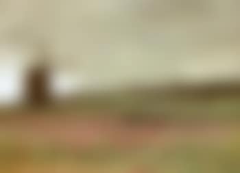 Poppy field (preview)