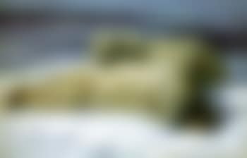Polar bears (preview)