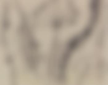 Untitled, plant forms (preview)