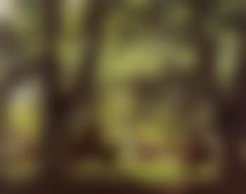 Cavaliers au bois (preview)