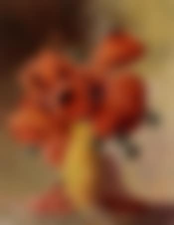 Red poppy in full bloom (preview)