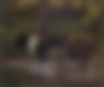 Cows watering (preview)