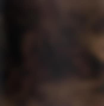 Lark II, a red setter (preview)
