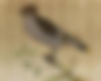 Waxwing (preview)