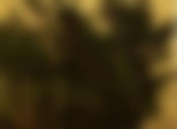 Study of trees (preview)