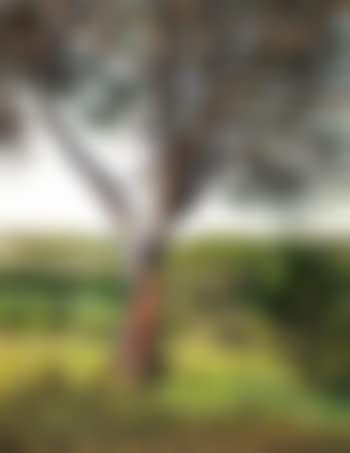 Pinos del Plantio de los Infantes (preview)