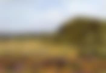 On Shere Heath, Surrey (preview)
