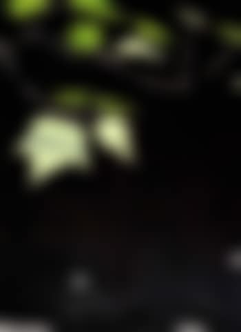 Black brook V (preview)