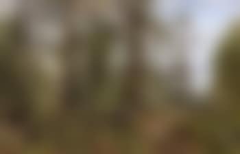 Rocky forest (preview)