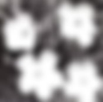 Flowers (preview)