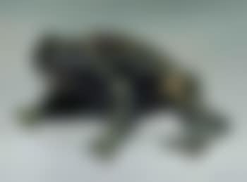 Crapaud (preview)