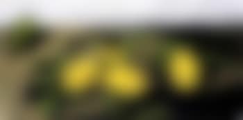 Lemons and Gibellina ruins (preview)