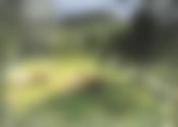 Vaches paisant un paysage estival (preview)