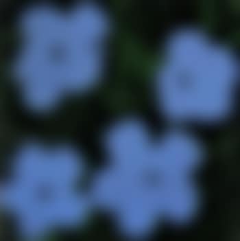 Two foot flowers (preview)