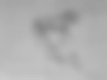 Study of a horse and vignettes of horses heads (preview)