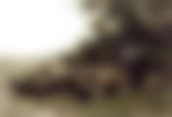 Landscape with shepherd and flock by a water place (preview)
