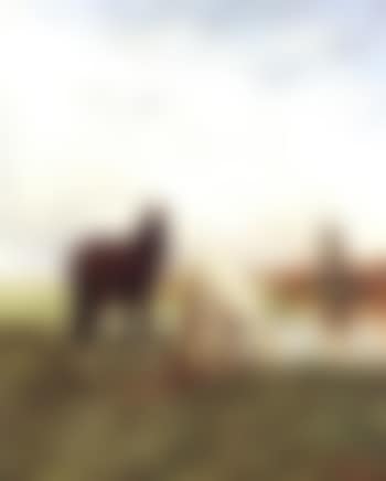 Chevaux a l'abreuvoir (preview)