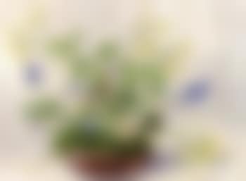 Spring flowers in bowl (preview)